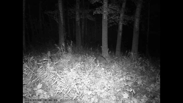 Ночная жизнь в лесу/Nightlife In The Forest