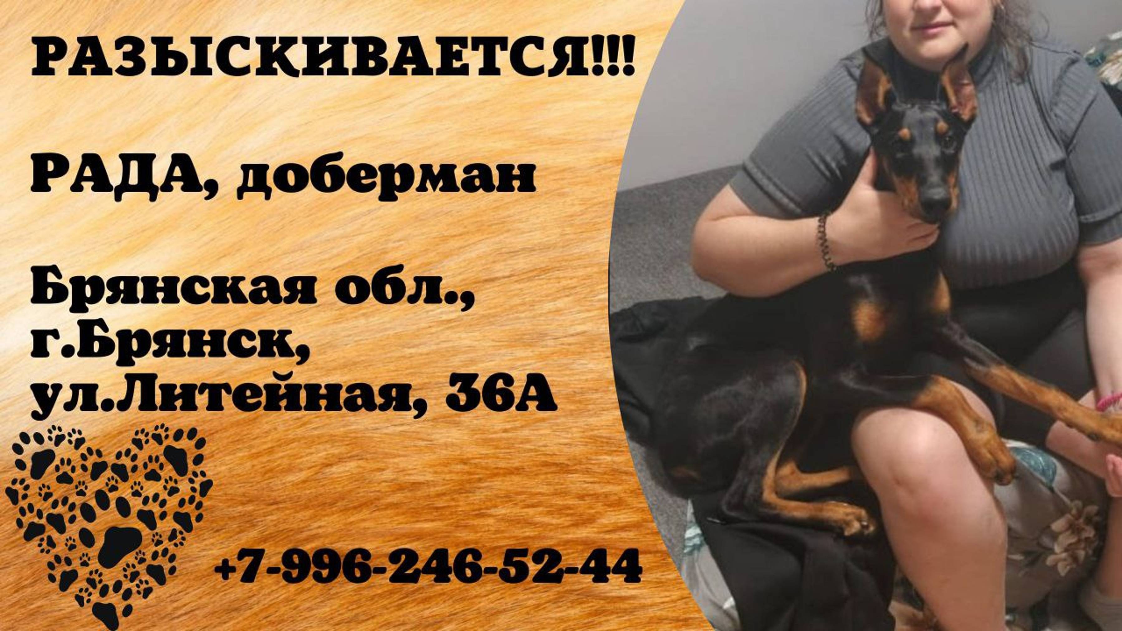 Пропала собака! РАДА. Доберман. Брянская обл,  г. Брянск