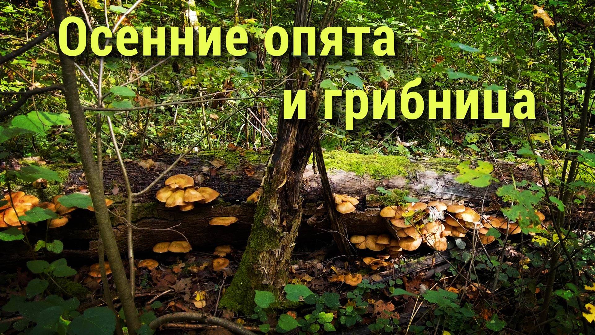 Сбор Осеннего Опенка и его грибницы. 21.09.25