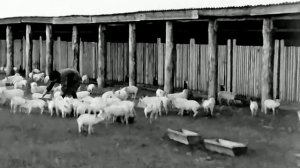 1969 год. Ишимский район. Свиноферма