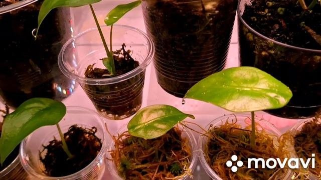 ПОЛОЧКИ ИЗ КИТАЯ И МОИ ТЕПЛИЧКИ-ВИТРИНЫ.КОМНАТНЫЕ РАСТЕНИЯ(ЦВЕТЫ).