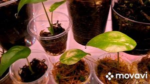 ПОЛОЧКИ ИЗ КИТАЯ И МОИ ТЕПЛИЧКИ-ВИТРИНЫ.КОМНАТНЫЕ РАСТЕНИЯ(ЦВЕТЫ).