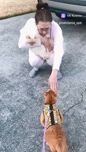 пушистые