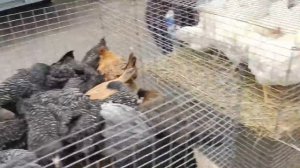 Прогулялись на воскресный  базар (обзор). Крашу яйца куркумой и каркаде.