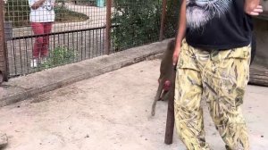 Анфиса уже совсем НЕ СТЕСНЯЕТСЯ, а Люська стала УБИРАТЬСЯ В ВОЛЬЕРЕ к приходу мужа Елисея!