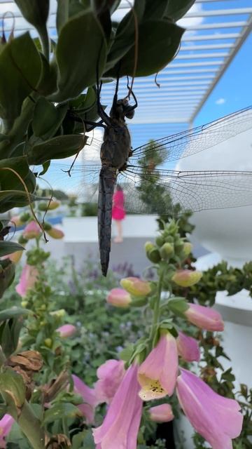 На видео видно дыхание стрекозы! смотреть онлайн