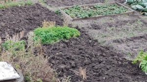 09-10-2025 огороды осенью в деревне