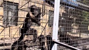 В семье у Румбы ПОПОЛНЕНИЕ! Посмотрите какой малыш РОДИЛСЯ КРАСИВЫЙ!