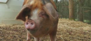 Телешоу "Ферма Кларксона", 3.04 (AlexFilm)