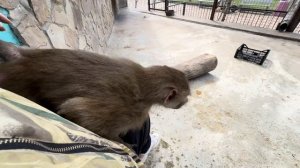 Степа сильно обижает Тосю и мы решили ЗАБРАТЬ ЕЕ домой пожить, но Тося дала нам решительный отпор)