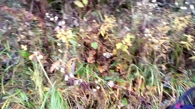 НАСТОЯЩАЯ ОСЕННЯЯ УТКА В ОКТЯБРЕ 2025Г