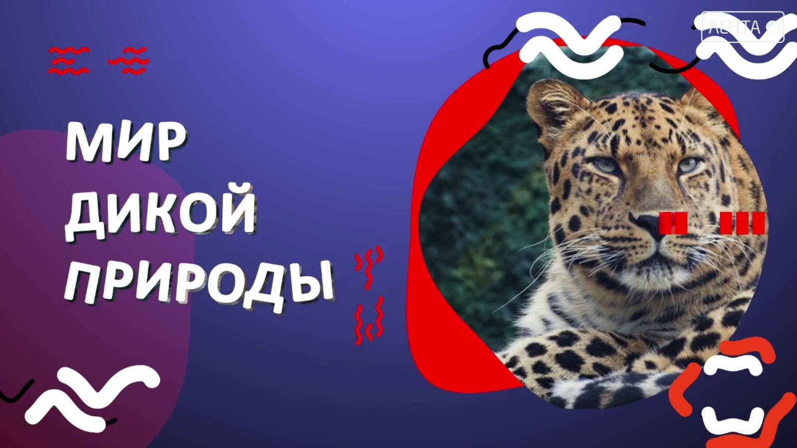 Мир дикой природы. Олени в воде