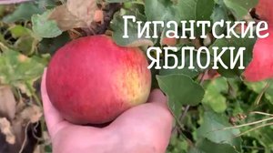 ГИГАНТСКИЕ ЯБЛОКИ  на нашей Дачевпервые за 7 лет выросли такие огромные яблоки  #яблоки #яблони
