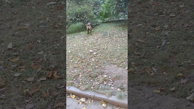 Самостоятельное внимание