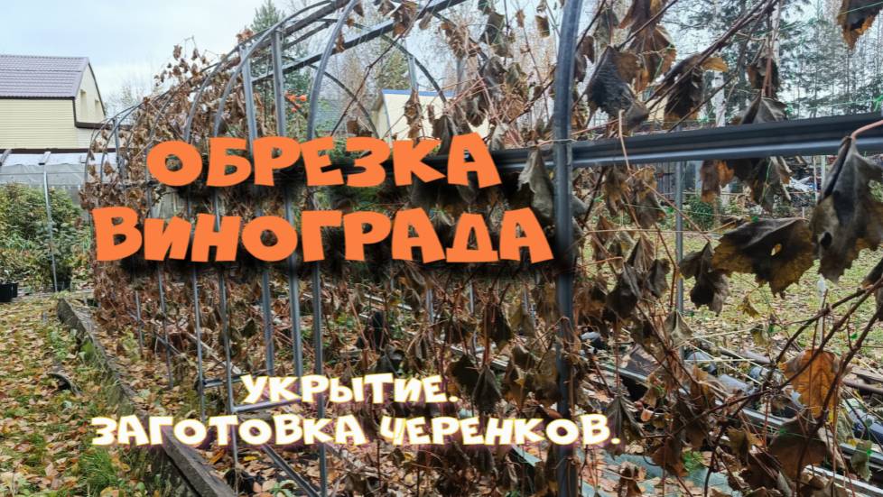 ОБРЕЗКА ВИНОГРАДА. КАК ВЫЗРЕЛА ЛОЗА? ПОДГОТОВКА ЧУБУКОВ.