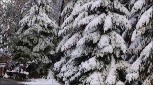 Снежная красота в Новосибирском зоопарке 08.10.2025