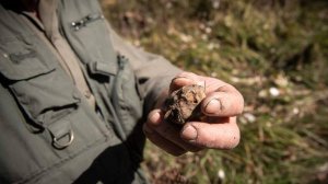 В Московской области начался сезон сбора белого русского трюфеля