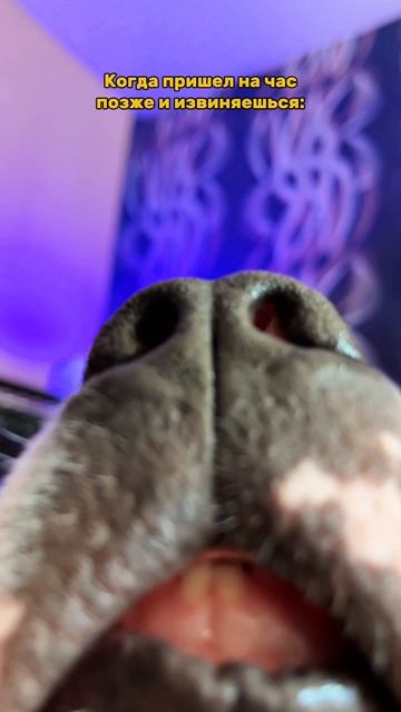 Когда пришел на час позже. #shorts смотреть онлайн