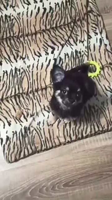 Джерри "нападает" (32)/Джерри "меняет" батарейки