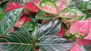 Продолжаем гулять по полочкам🌺🌿🌺🌿🌺🌿