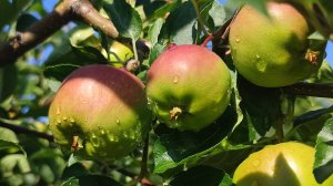 Июнь 2025 семейный сад. Вишня, абрикос, слива, яблоня.