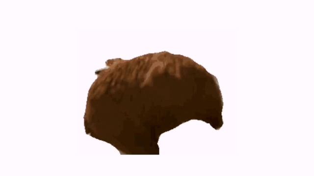 Медведь пказывает пятою точку