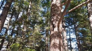 Владивосток,Седанка парк.Дальневосточный чайно-кофейный чемпионат,кормим рыб коя и уточек.2025 год.