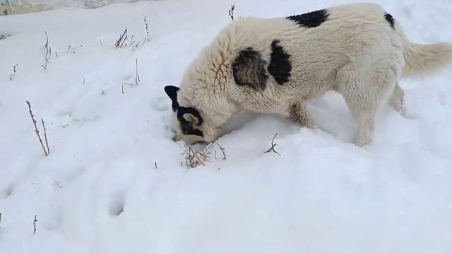 ОБЗОР МОЕГО ДОМА. ГУЛЯЮ С СОБАКАМИ. смотреть онлайн