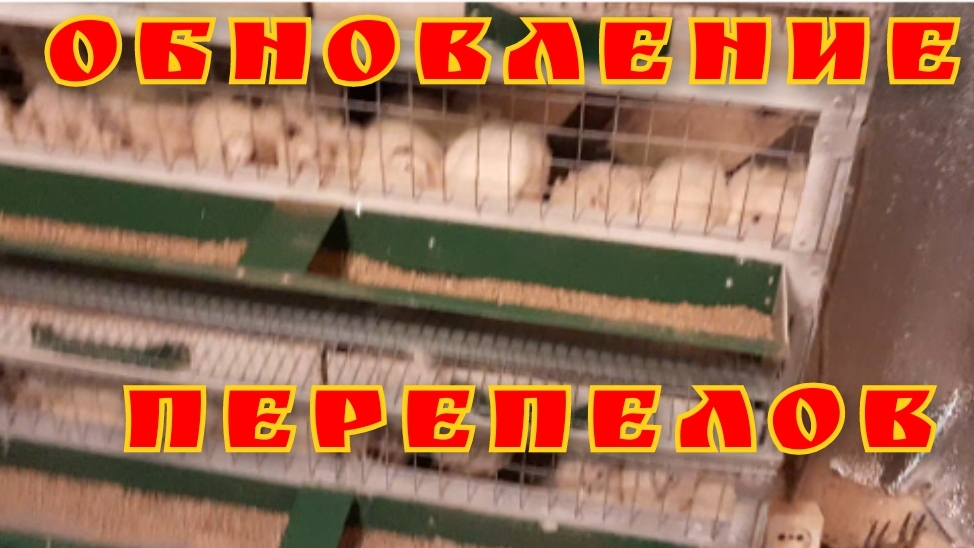 ПЕРЕПЕЛА. НОВЫЕ КЛЕТКИ ДЛЯ ПЕРЕПЕЛОВ. СОДЕРЖАНИЕ ПЕРЕПЕЛОВ.