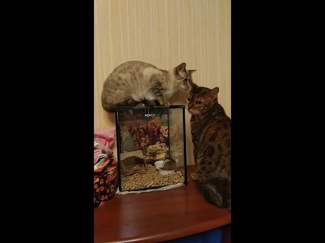 Бенгальские коты и хомяк