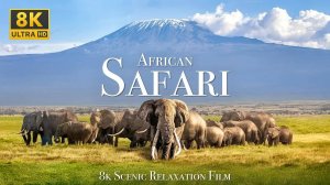 African Safari 4K - Scenic Wildlife Film With African Music