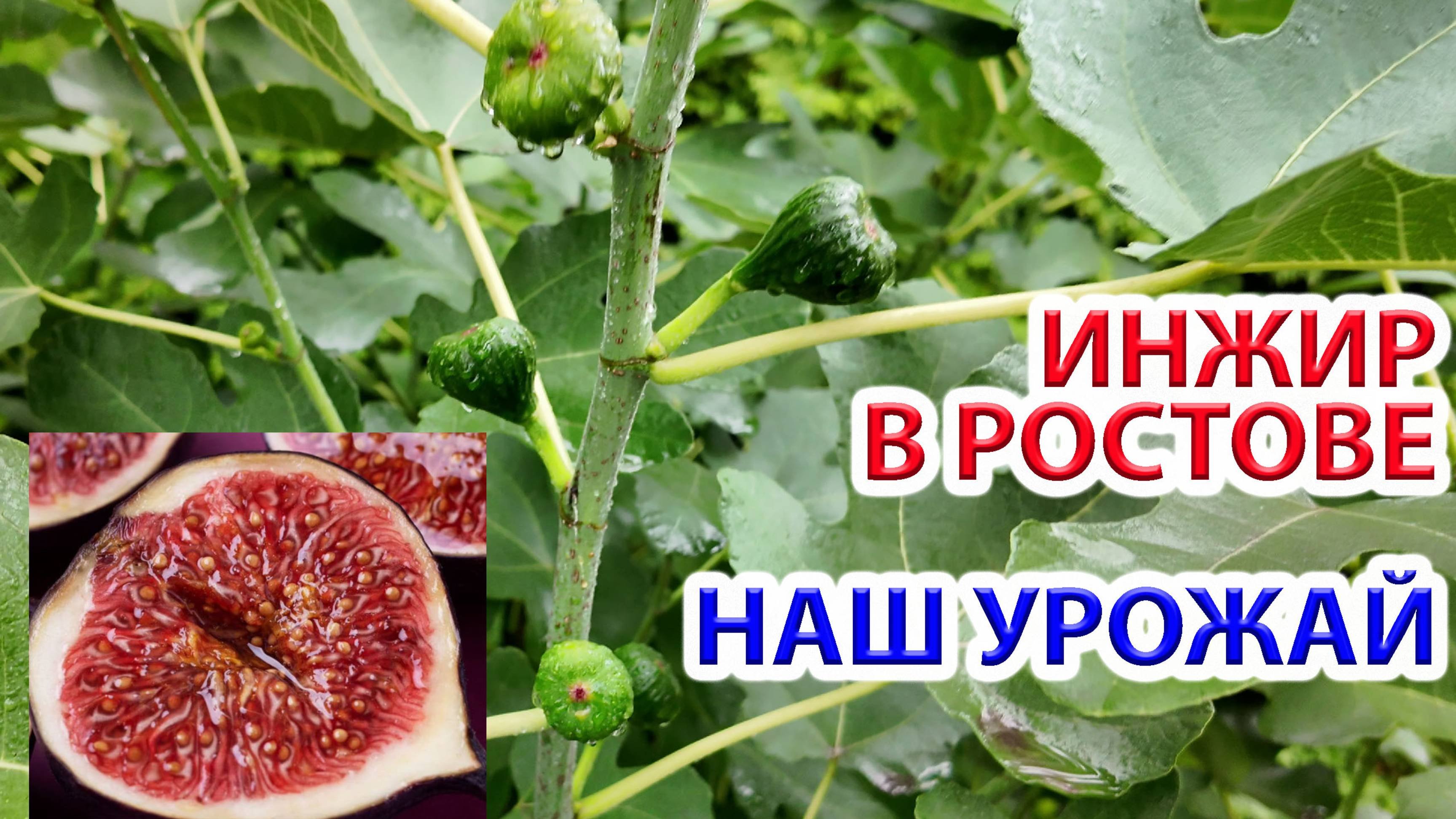 Инжир в Ростове урожай? 2025