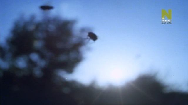 Нетронутые уголки дикой природы 15 серия «Насекомые. Создание миров» (документальный сериал, 2012)