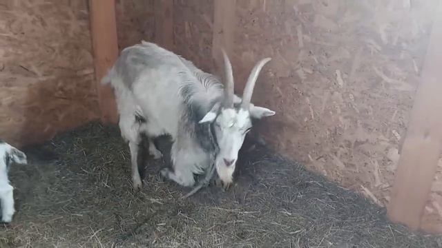 Ежики для дедушки Матвея! Быть добру!