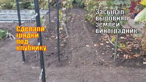 Выровнял землёй виноградник | Грядки для клубники