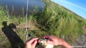 Поклёвка раз за разом . Рыбалка на карася не далеко от секретного куста.