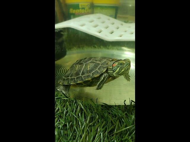 Красноухая черепаха