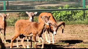 🐏 Прародители всех пород домашних овец – муфлоны.