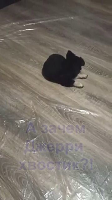 Зачем Джерри хвостик (36)