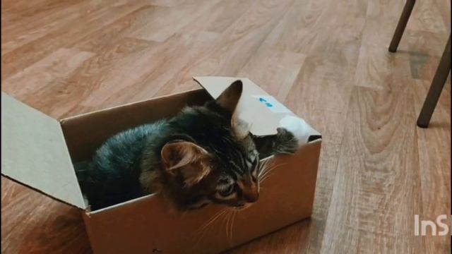 Смешная кошка. Муся нанюхалась)