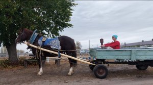 Роза ветров