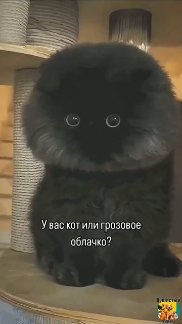 Клип meowtaverse