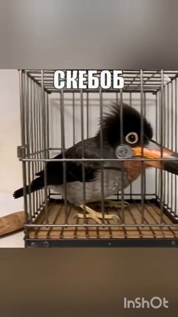 скебоб в тюрьме