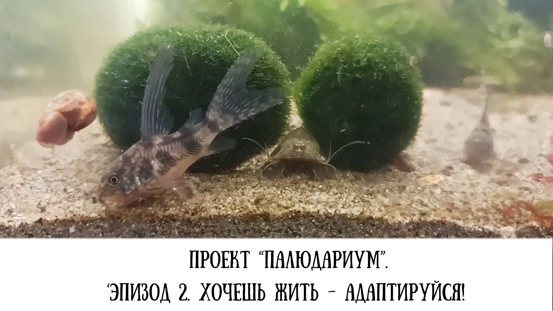Проект 
