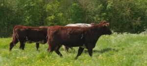 Телешоу "Ферма Кларксона", 4.05 (AlexFilm)