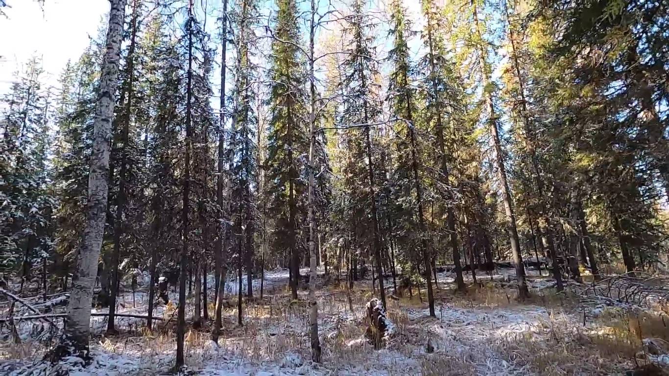 Осенняя тайга! Охота на рябчика.