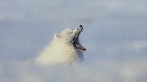 Фотовыставка в Сочи. Самая красивая страна.
