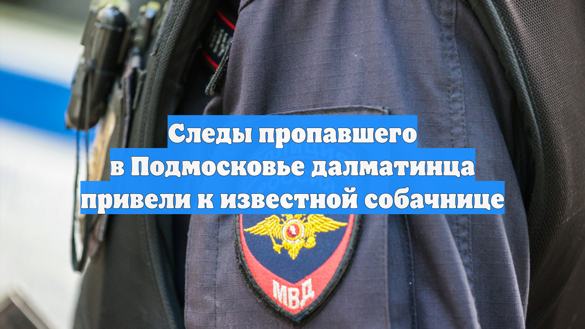 Следы пропавшего в Подмосковье далматинца привели к известной собачнице