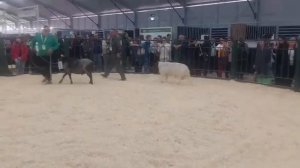 Выводим своего барана дорпер на оценку экспертам