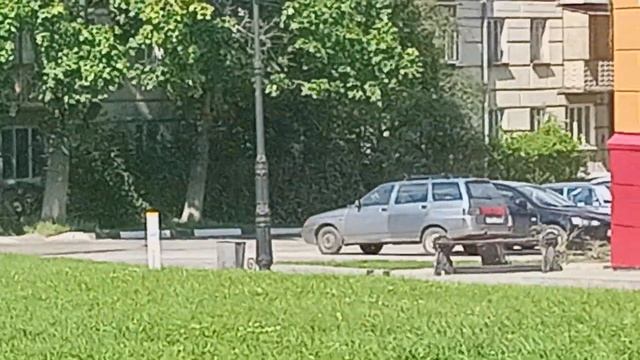 Растения круглые 07.07.2025